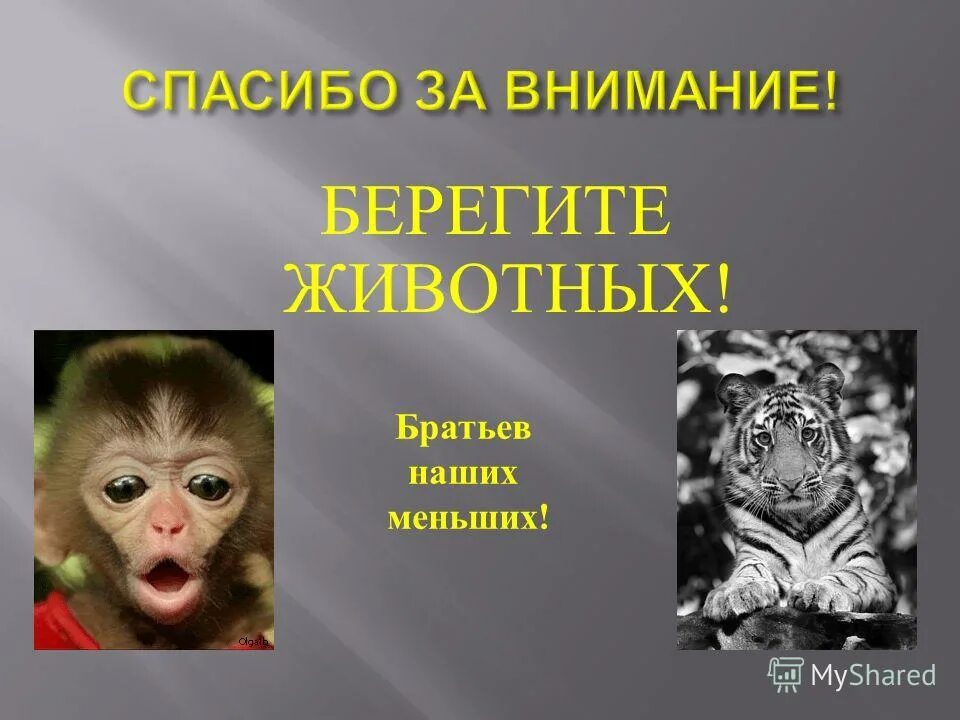 Почему важно уделять внимание охране диких животных. Спасибо за внимание берегите животных. Берегите животных. Берегите животных презентация. Спасибо за внимание шимпанзе.