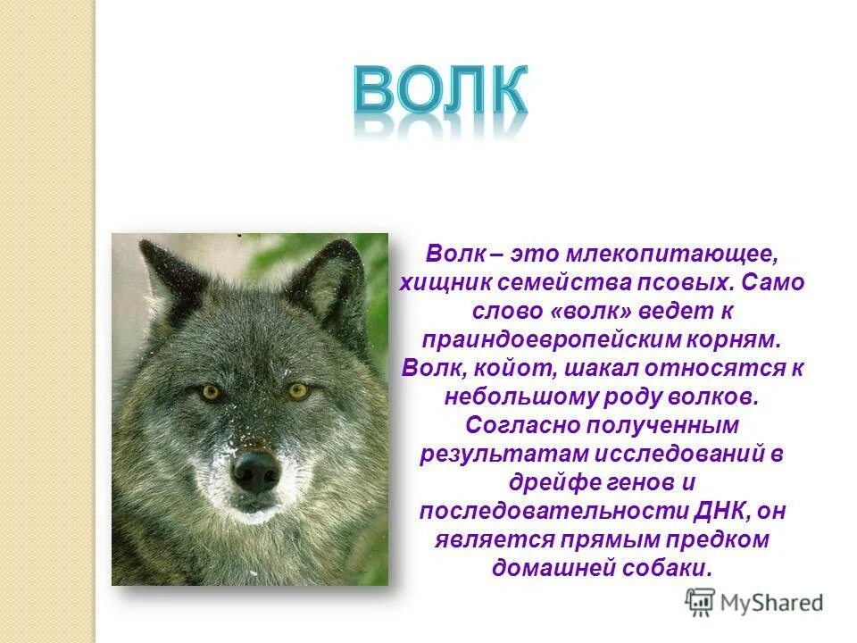 Сообщение о волке 6 класс