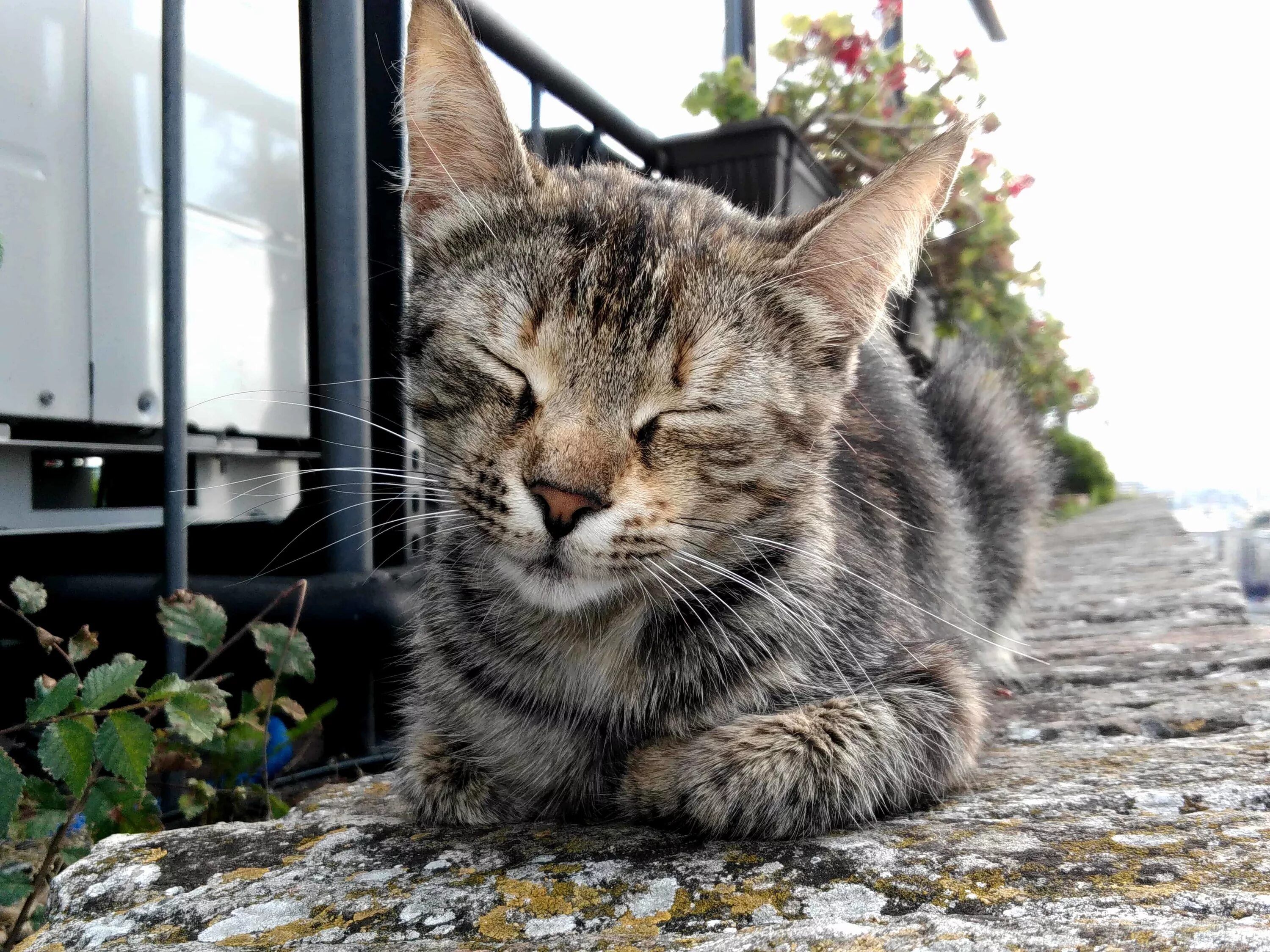 Нидерландский кот. Голландские коты. Старая кошка. Кошка на природе.