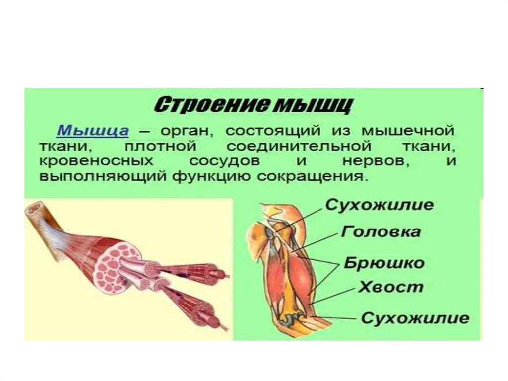 Функции мышц. Строение мышцы. Мышечная система строение и функции. Функции мышц человека. Структура и функция мышц