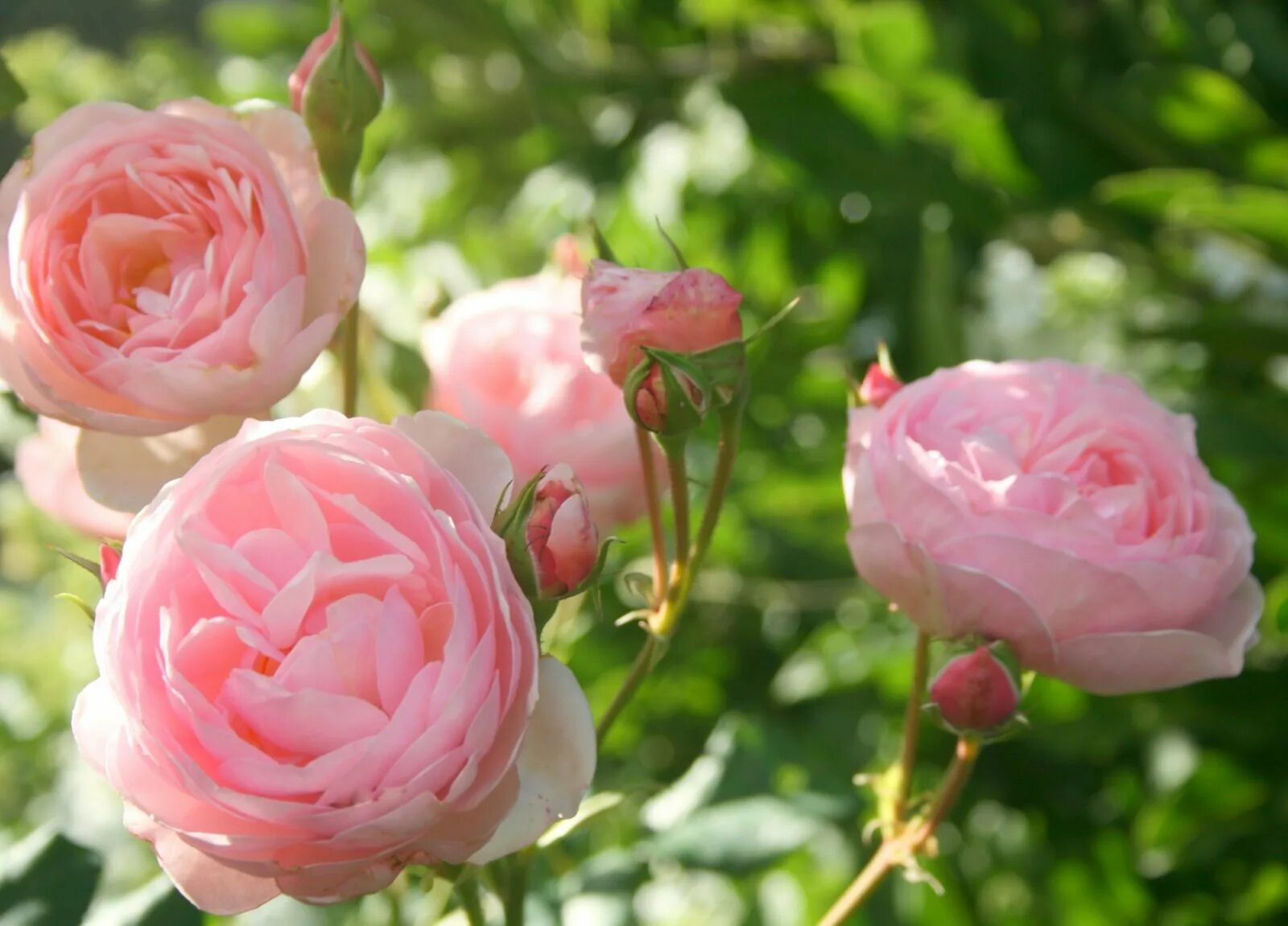 Камелия сорта. Rose look like. Цветы розы. Глубокий красный цвет. Rose look like.