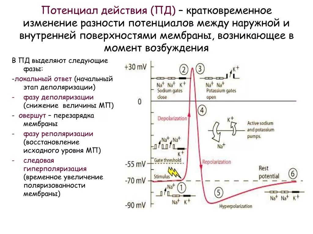 Фазы потенциала действия физиология график. Схема потенциала действия фазы. Механизм образования потенциала действия. Фазы потенциала действия таблица. Пд клетки