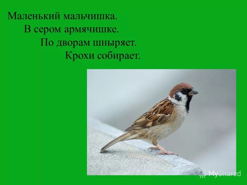 Членики маленьких мальчиков. Членики маленьких мальчиков. Членики маленьких мальчиков. Членики маленьких мальчиков. Членики маленьких мальчиков.