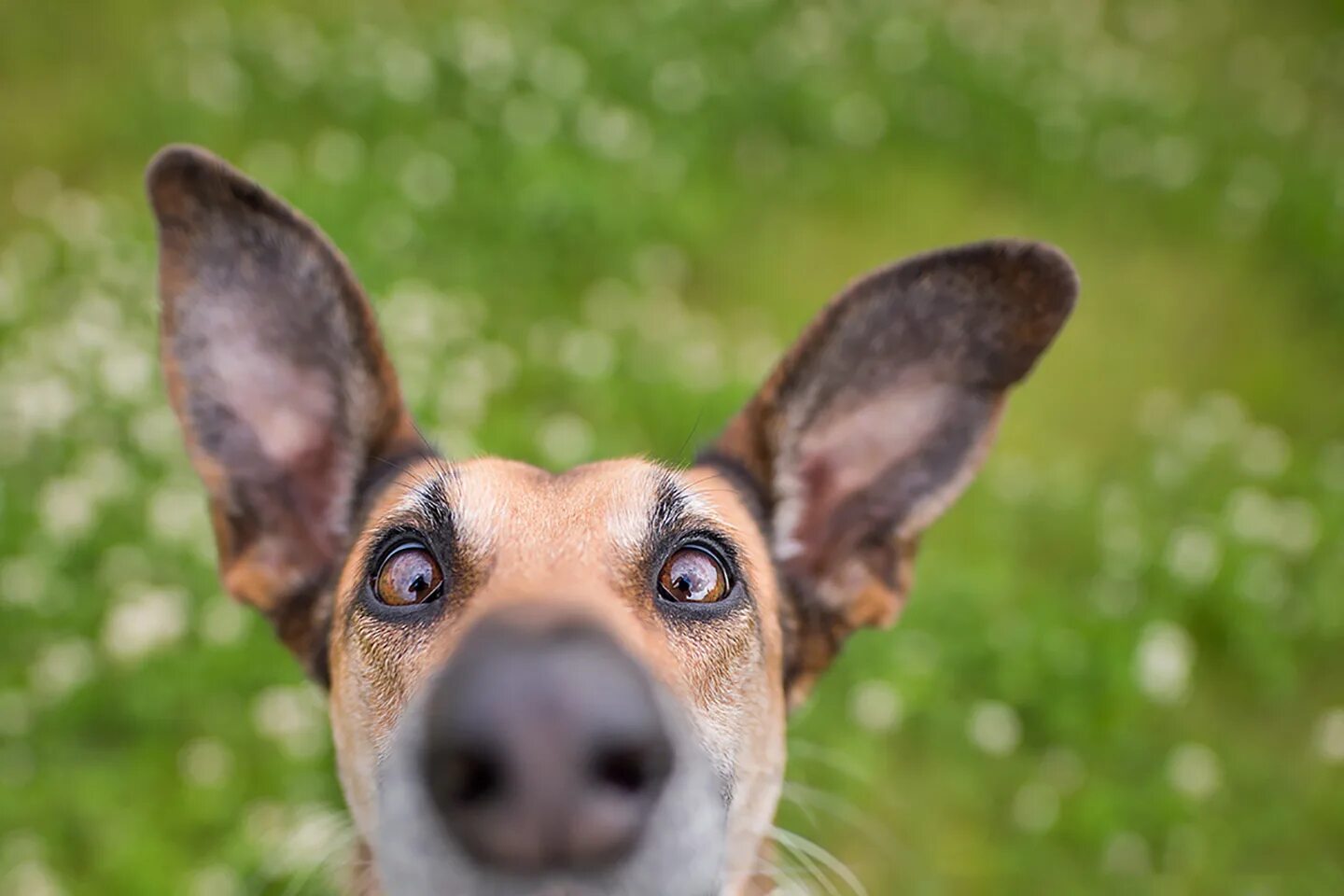 Elke Vogelsang собаки. Забавные собаки. Прикольные морды животных. Морда собаки.