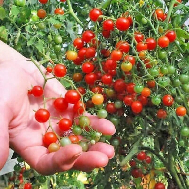 Почему мало томатов. Томат Свит Пиа черри. Томат сладкий горошек (Sweet Pea Currant). Томат дикий Свит Пиа. Томаты Свит Пиа семена.