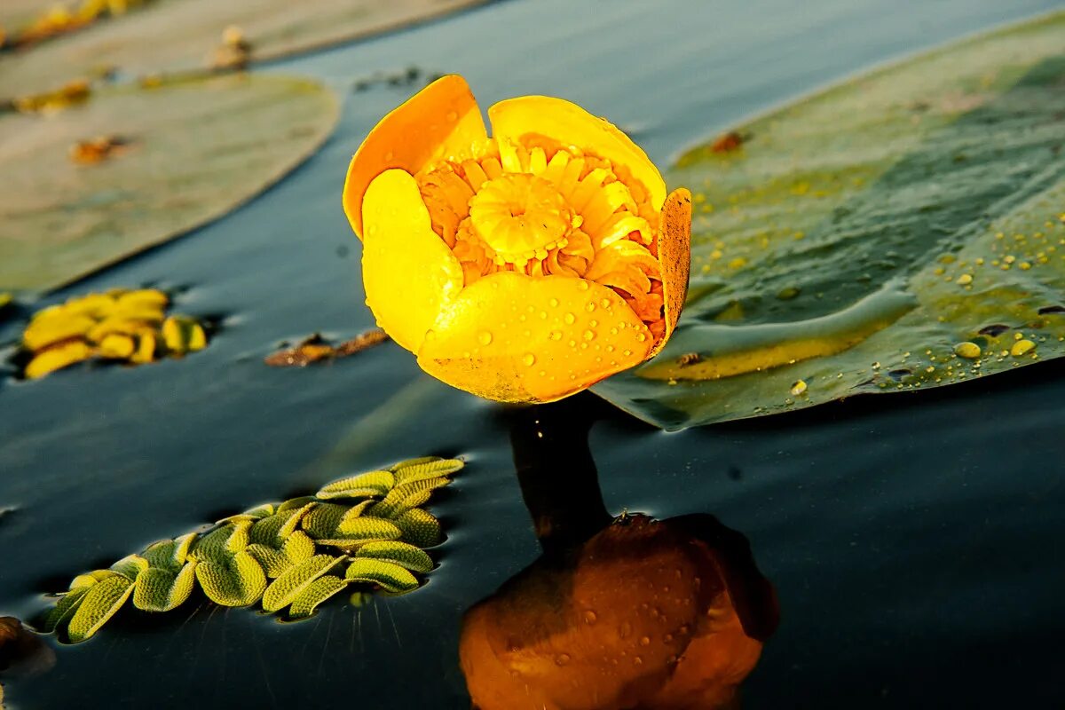 Кубышка жёлтая малая. Желтые кувшинки плавали в стоячей воде егэ. Кувшинка полевая желтая. Желтые кувшинки плавали в стоячей воде егэ. Нимфеи будут цвести после деления.