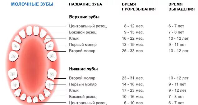 Какие зубы вставить передние. У детей выпадают молочные зубы схема. после выпадения молочного зуба.