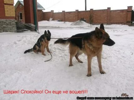 Жена полкана