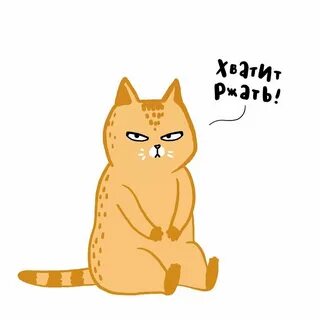 Кот канал дзен