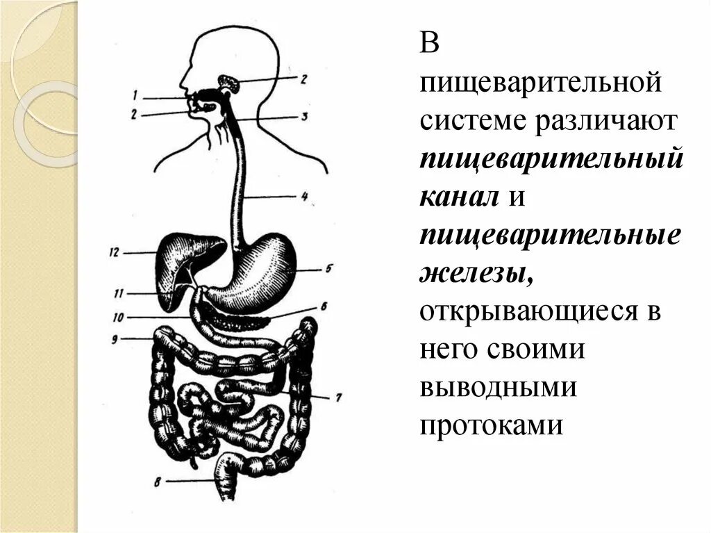 Функции пищеварительного канала и пищеварительные железы. Пищеварительная система пищеварительные железы. Полые органы пищеварительной системы. Органы пищеварения пищеварительный канал пищеварительные железы. Схема органов пищеварения.