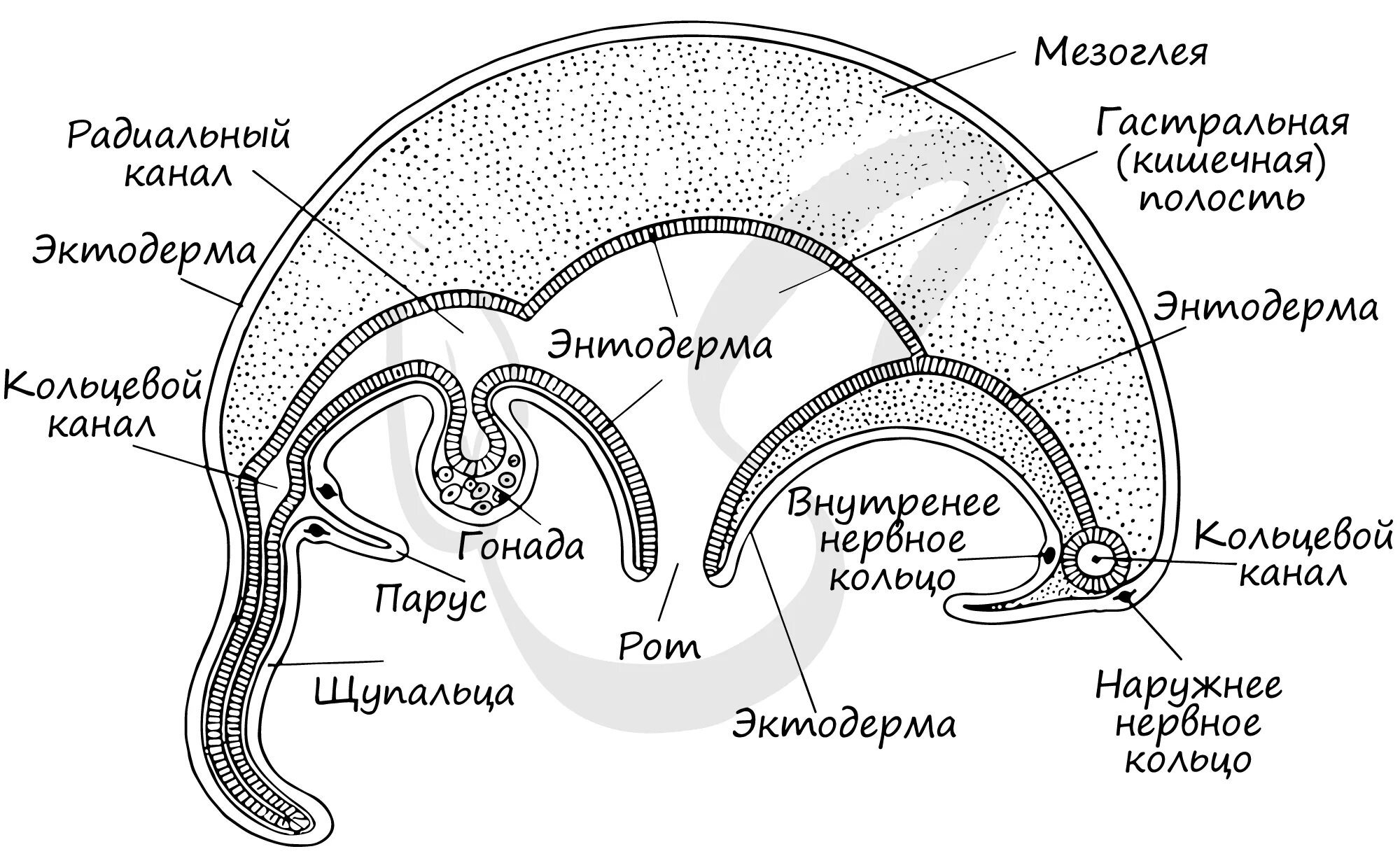 Пищеварение сцифоидных медуз. Внутреннее строение сцифоидной медузы. Схема строения сцифоидной медузы. Кольцевой канал