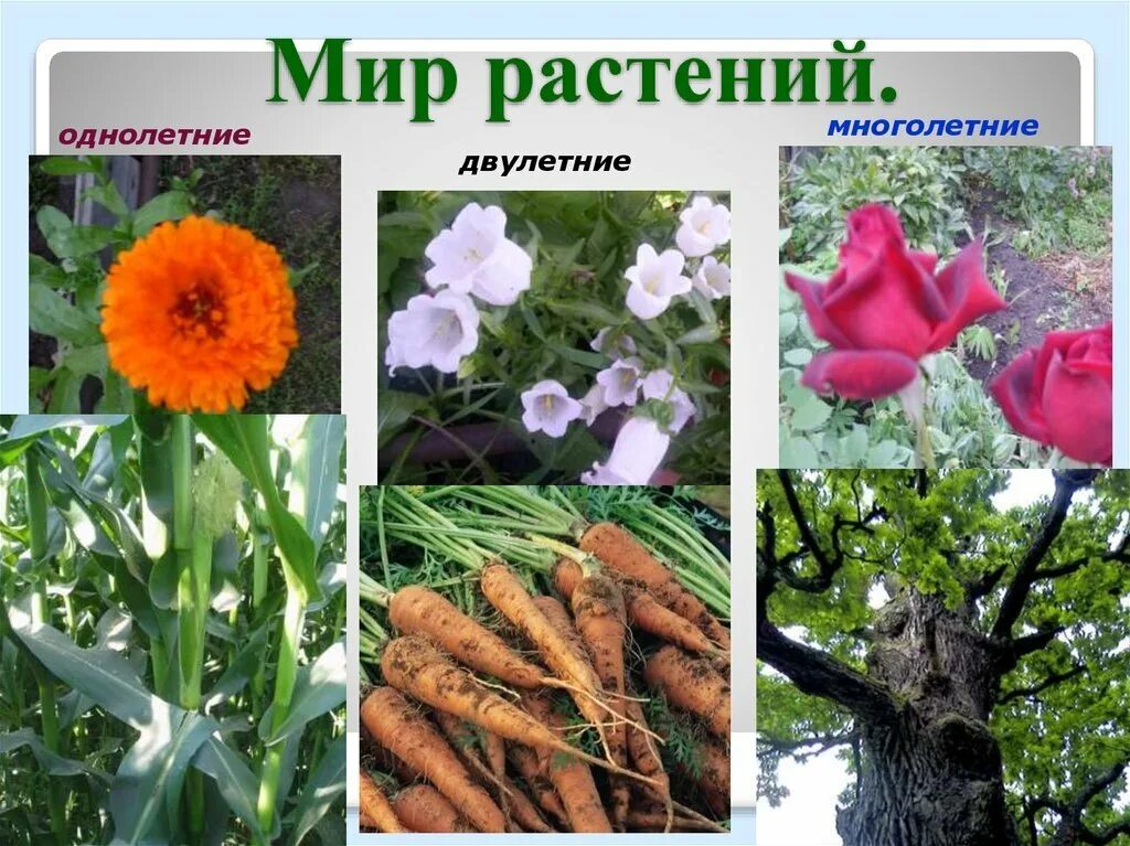 Мир растений 6 класс биология