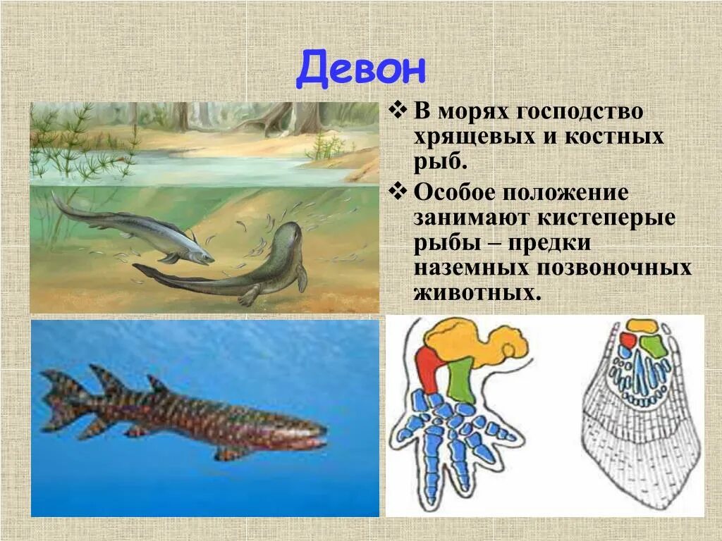 Кистеперые рыбы девона. Хрящевые двоякодышащие Девон. Астрасписы Ордовик. Кистеперые рыбы предки. Появление кистеперых рыб