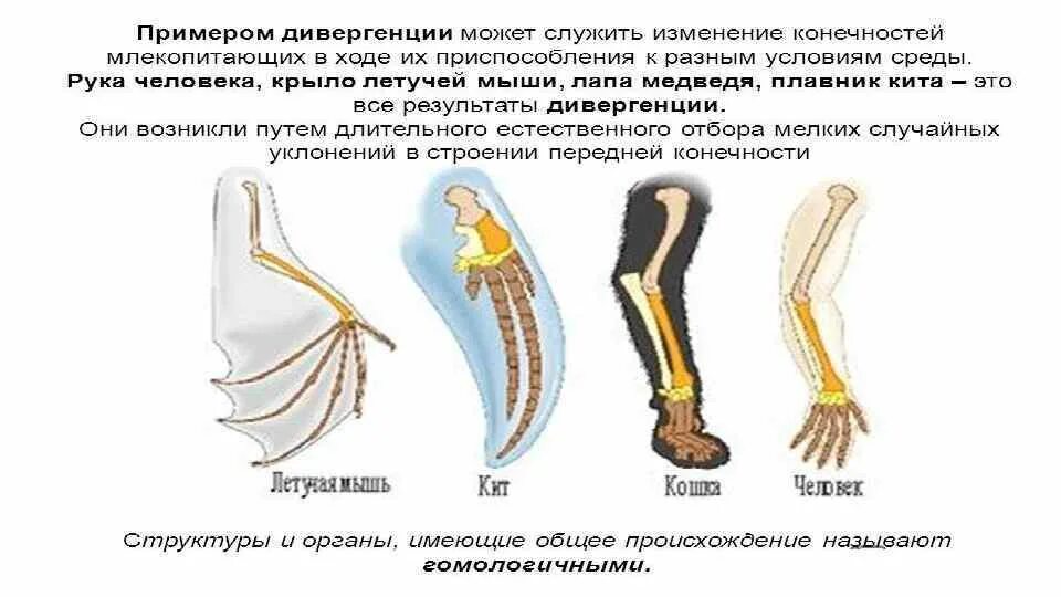 Конечности животных обитающих. Атавизмы рудименты гомологичные и аналогичные органы. гомологичные и аналогичные органы. конечности млекопитающих. аналогичные органы примеры.