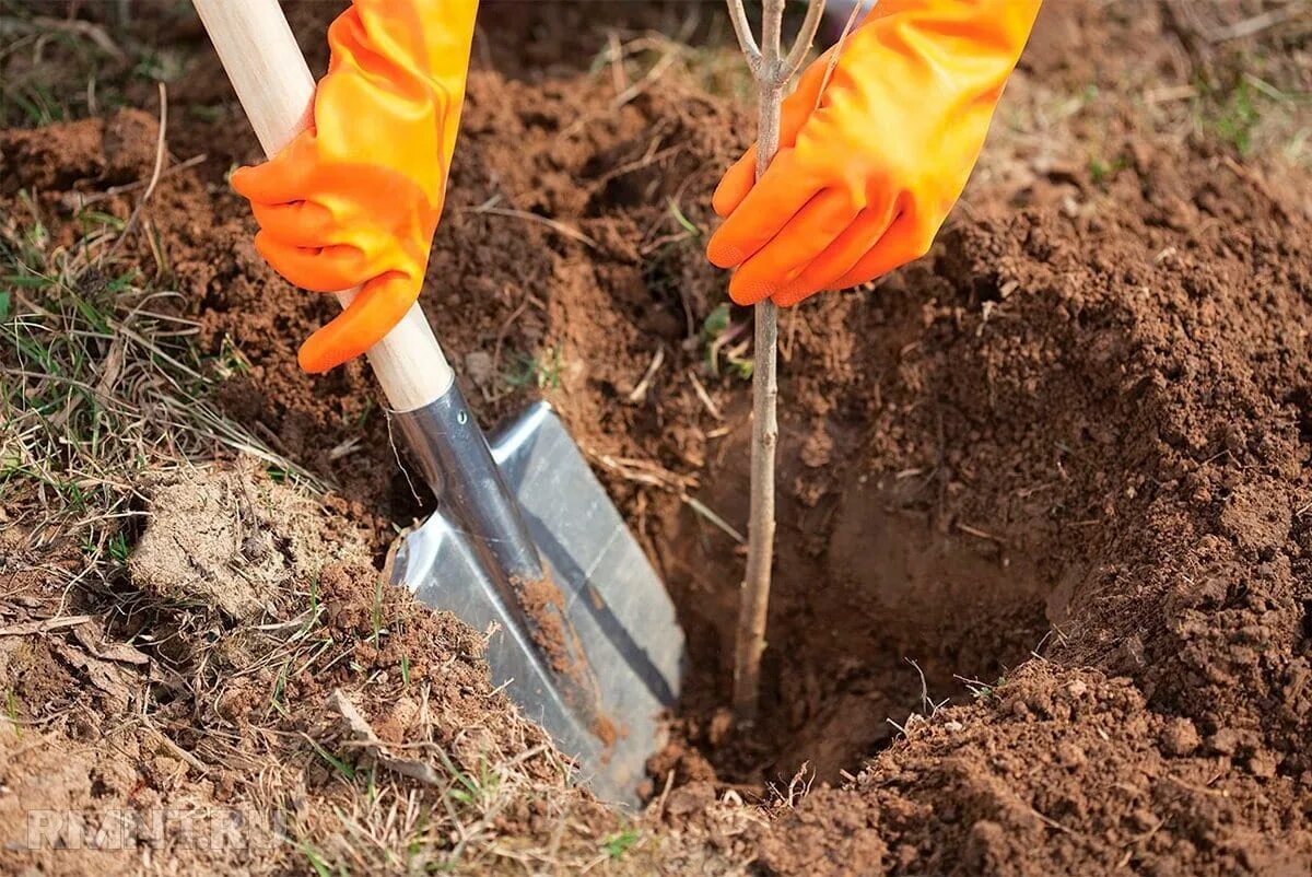 Осенний посев. Посадка тюльпанов. Осенний посев. Осенний посев. Мульчирование гортензии.