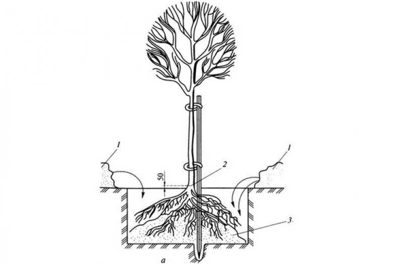 Закрытая корневая система посадка. Корневая шейка дерева. Корневая шейка саженца клена. Приствольная шейка у сосны. Саженцы с оголенной корневой системой.