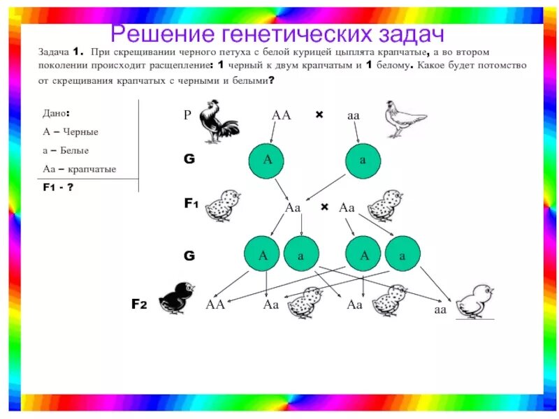 При скрещивании петуха с оперенными