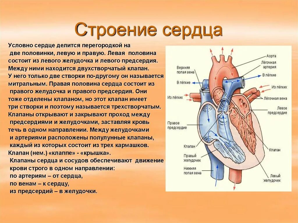 Строение сердца и функции схема. Строение человеческого сердца. Сердце человека анатомия строение и функции. Строение сердца кратко. Правое предсердие аорта левый желудочек легкие левое