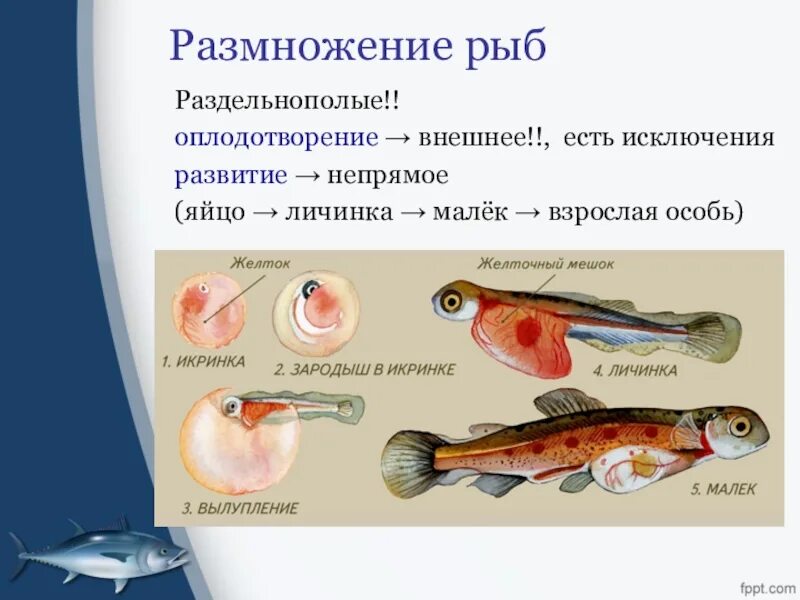 Размножение костных рыб. Оплодотворение костистых рыб. Размножение лучеперых рыб. Внутренне оплодотворение у рыб. Какое оплодотворение характерно для костных рыб
