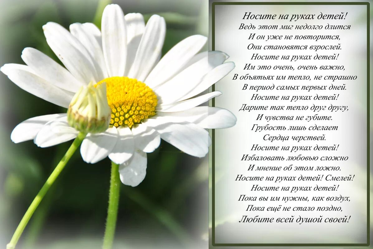 Длится недолго. Носите на руках детей стихотворение. носите на руках детей ведь этот миг недолго. носите на руках детей стихотворение автор. стих носите на руках детей текст.