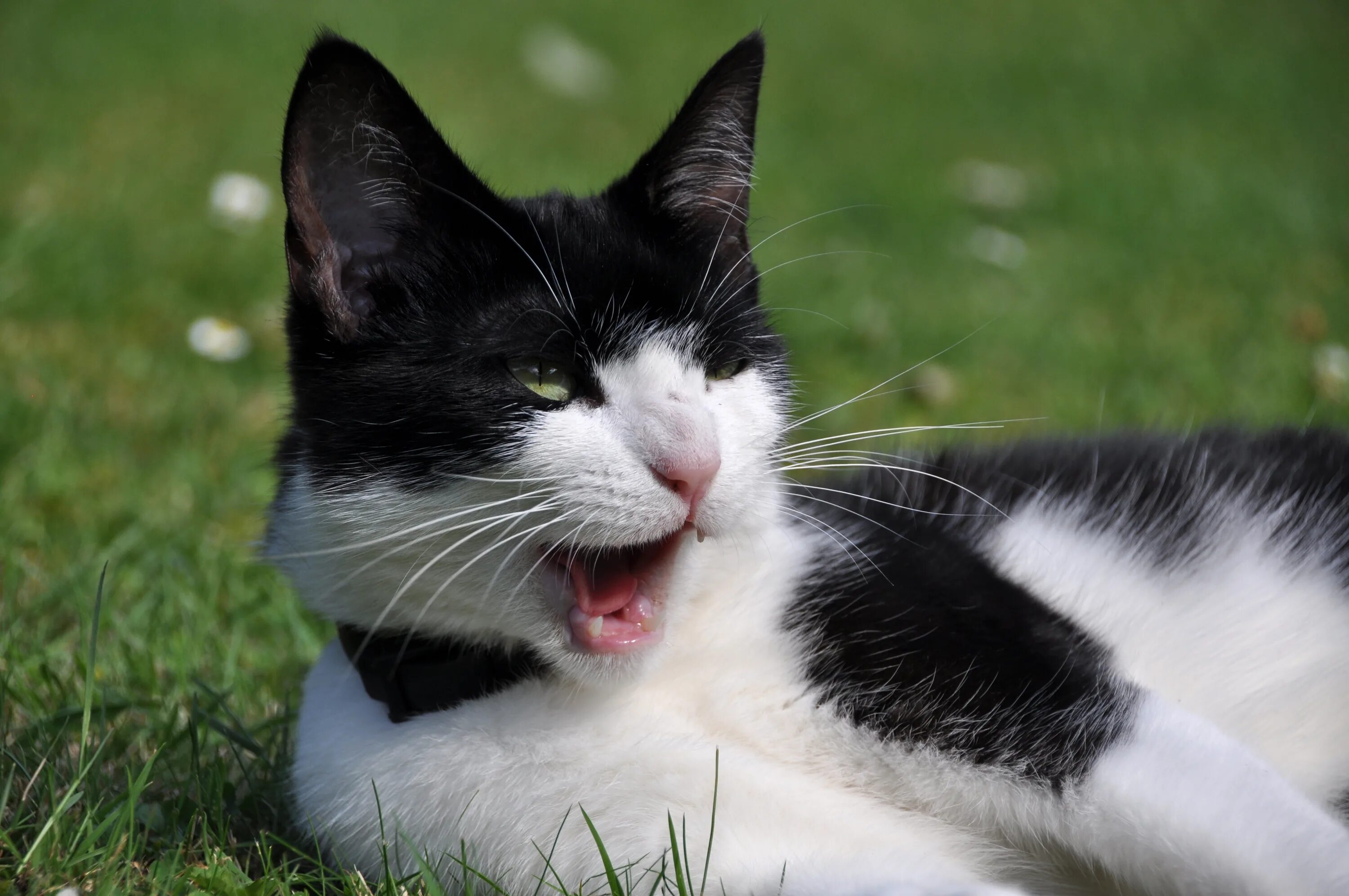 Tuxedo cat