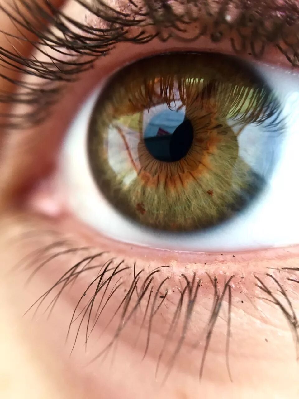 Центральная гетерохромия карих глаз. Хейзел цвет глаз. Центральная гетерохромия Хейзел. Болотный цвет глаз гетерохромия. Карие или карии