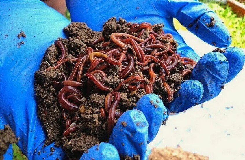 Черви для биогумуса. Дождевые черви вермикультура. Красный калифорнийский червь.