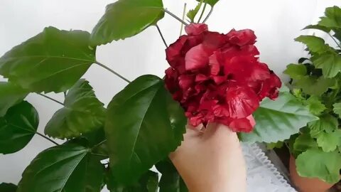 Почему гибискус сбрасывает бутоны