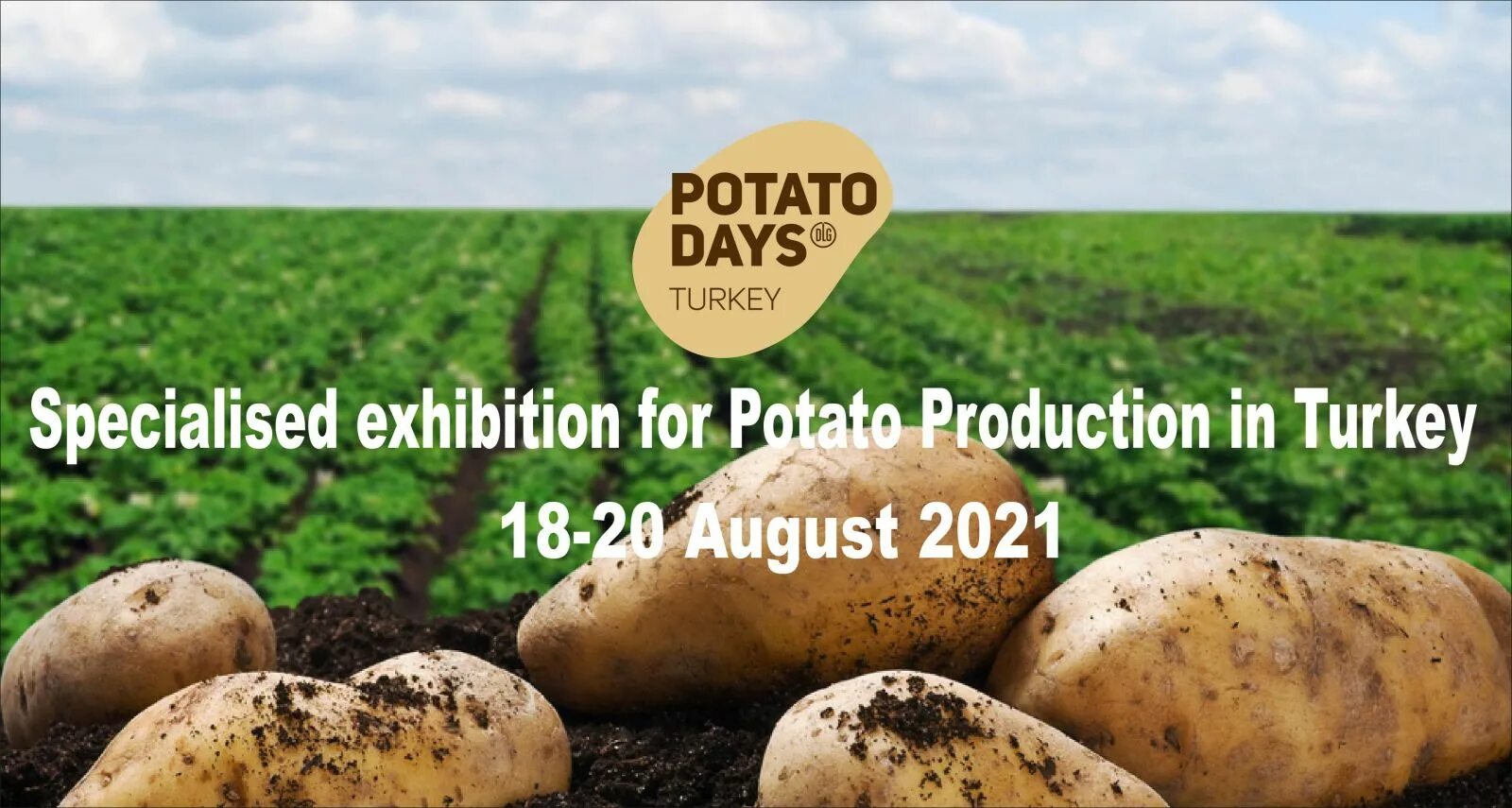 Turkey potato. Поле картофеля. Рекордный урожай картофеля. Поля картошки в Беларуси. Белорусские поля с картошкой.