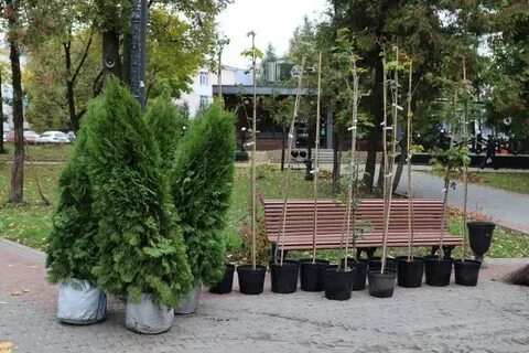 Саженцы брянск
