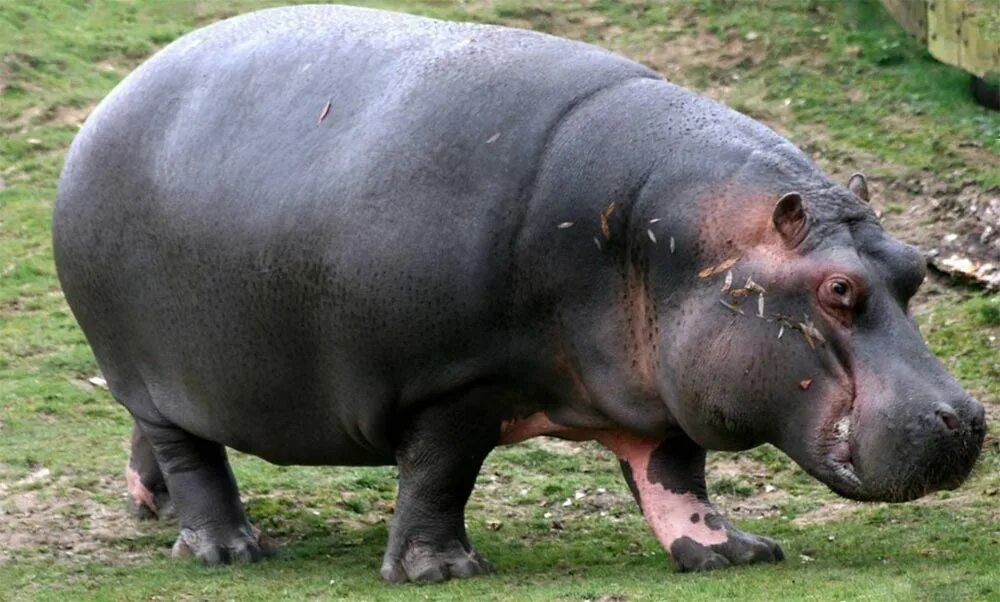 Антилопа бонго. Обезьяна рокселланов ринопитек. Ящерица агама плащеносная. 10 самых животных. Окапи лесной жираф.