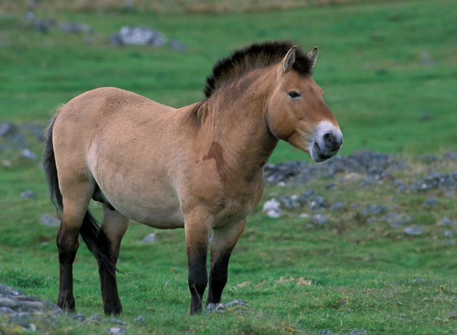 Лошадь Пржевальского. Дикая лошадь Пржевальского. Лошадь Пржевальского Equus przewalskii. Тарпан и лошадь Пржевальского. Тарпан лошадь
