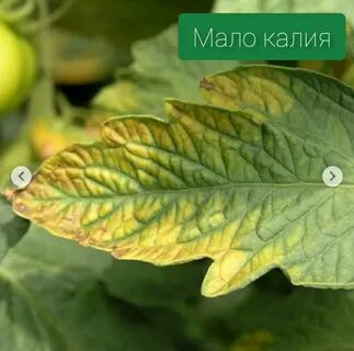 Пожелтение листьев помидоров в теплице