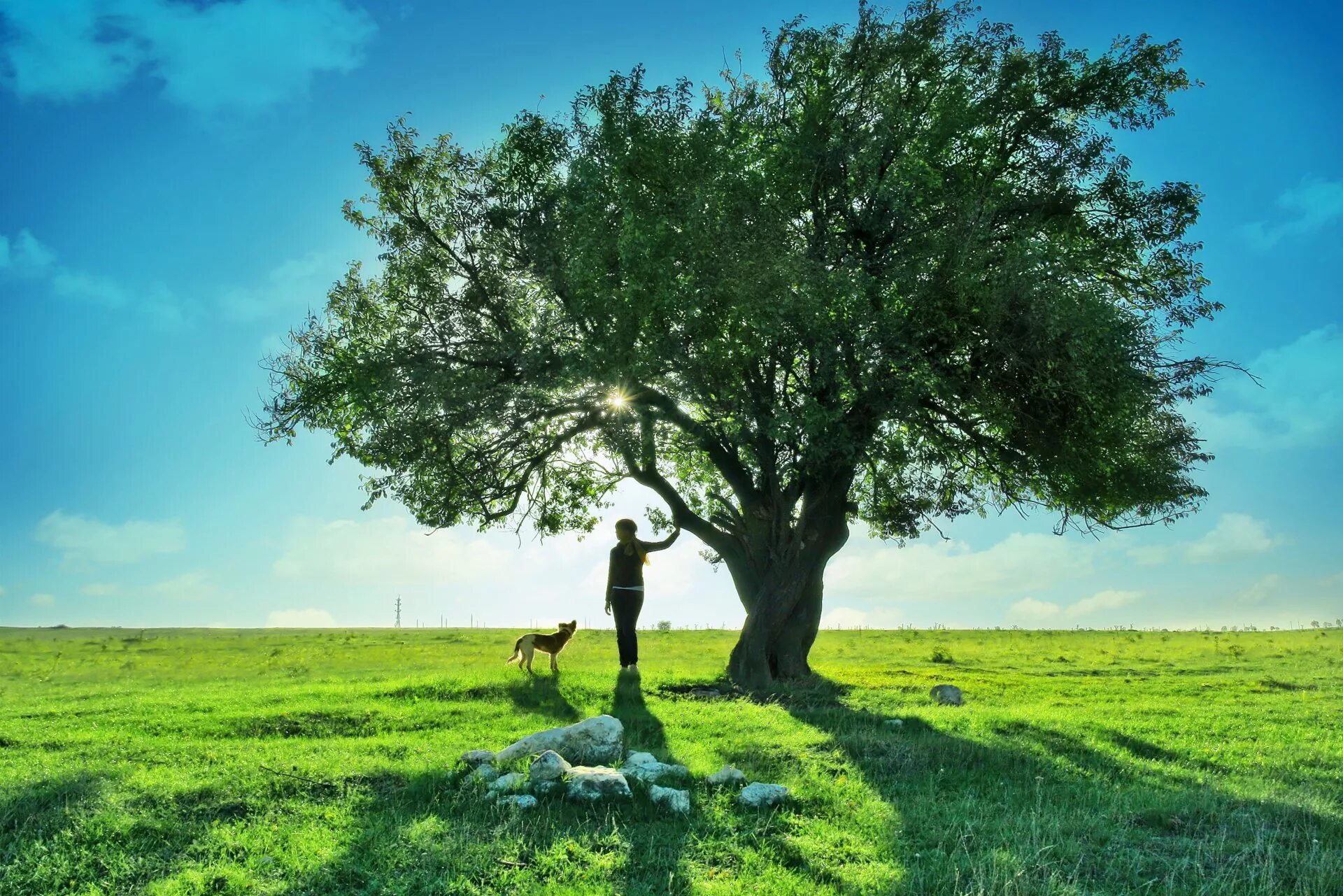 Человек стоит под деревом. Красивое дерево. Природа деревья. Пейзаж с деревьями. Летнее дерево.