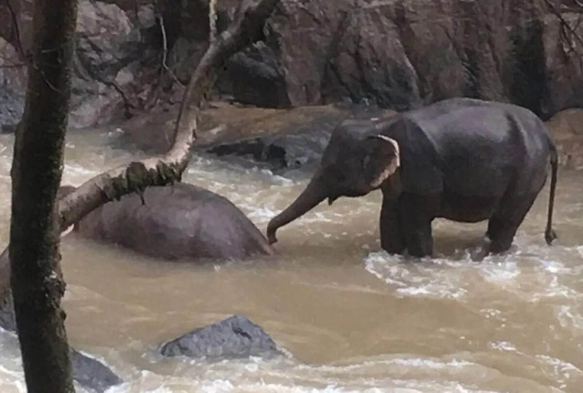 Слон в водопаде. Слоник у водопада.