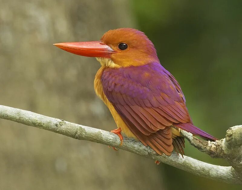 Разноцветные птицы. Птицы с красивым оперением. Птицы с разноцветным оперением.