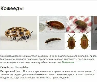 Кожееды опасны для человека