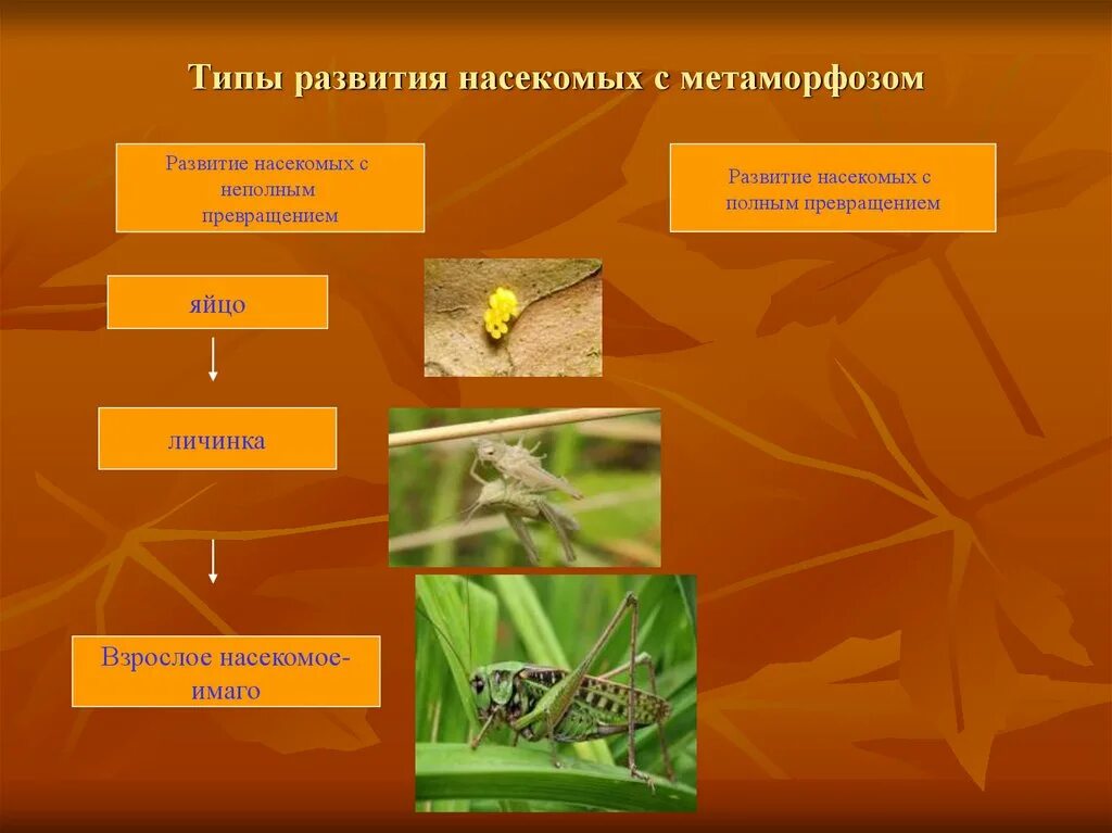 Типы развития насекомых полное превращение. Типы развития насекомых 7 класс биология. Типы развития насекомых клоп Тип превращения. Схема развития насекомых.