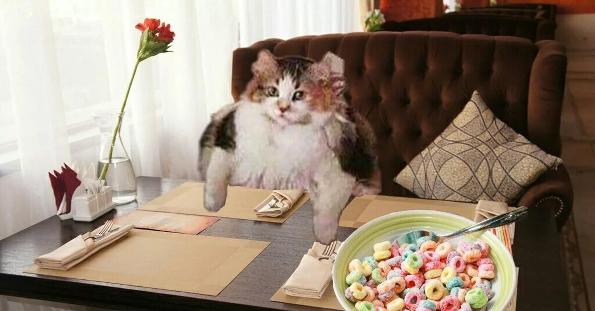 Loops cat. Loops мем. loops brother. lööps.