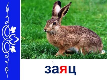 Заяц класс