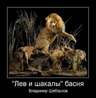 Лев и шакалы