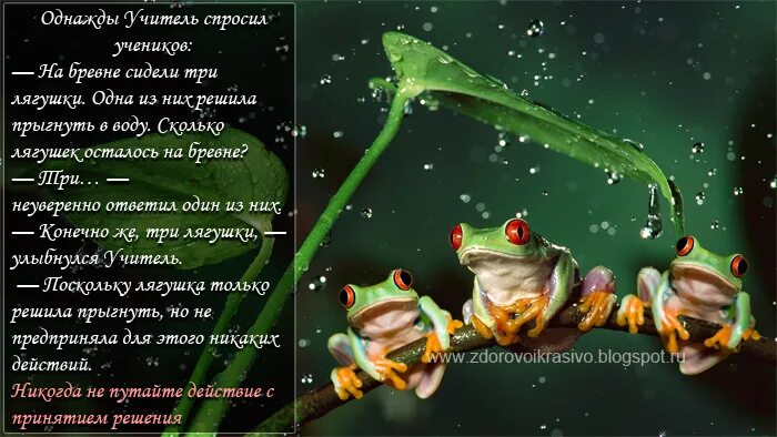 Про лягушку три желания слова. Афоризмы про лягушек. притча про лягушку. прикольные фразы про лягушек. смешные фразы про лягушек.