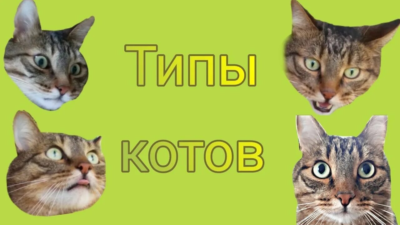 Тест про котов. Типы котов. 3 Типа котов. Кот Вася игра. Типы котов Котофей киса.