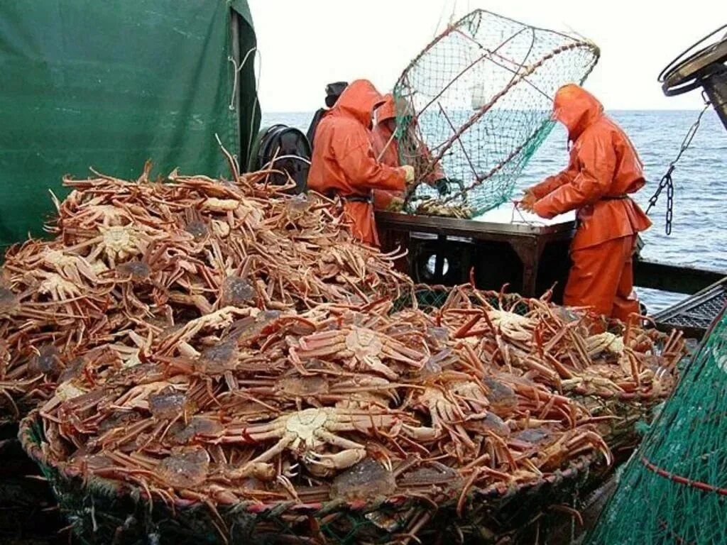 Камчатский краб охотское море. Морской ворон икра. Добыча краба. Рыбный промысел охотского моря. Охотское море морепродукты.