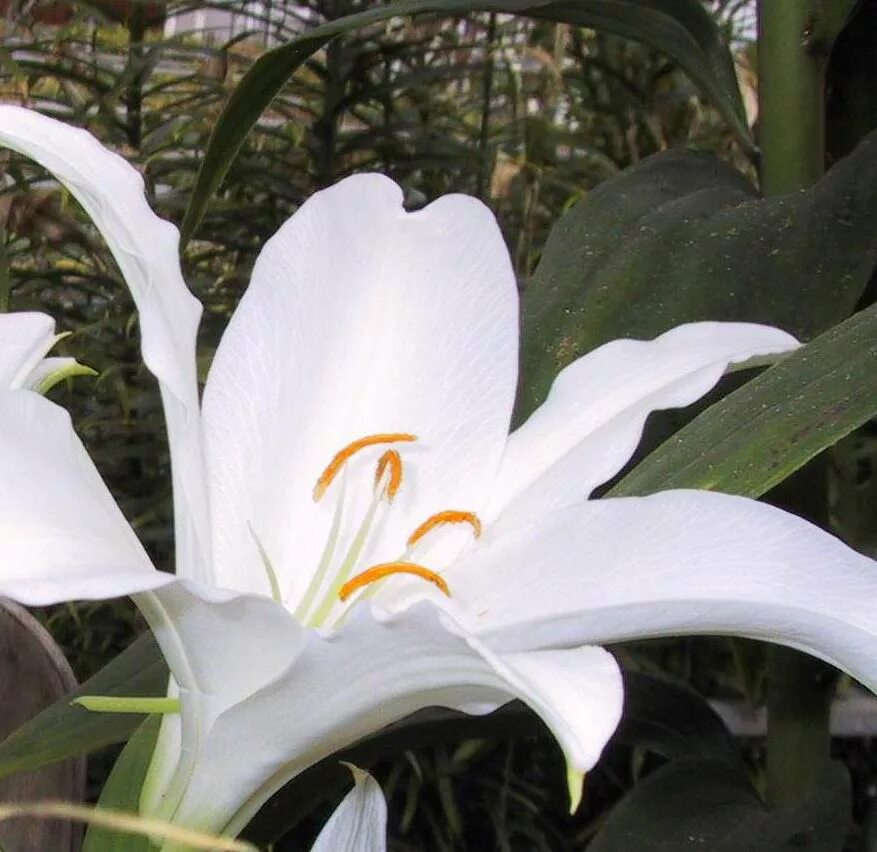 Какие лилии пахнут. Lilium rubellum. Lilium concolor. Лилия пейдж. Лилия Родина.