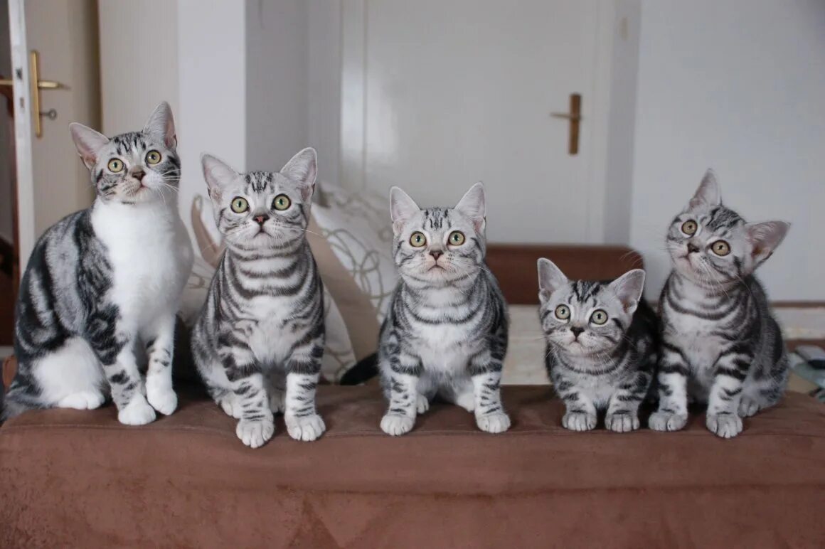 Американская короткошерстная табби. Американская короткошёрстная кошка котята. Американская короткошерстная котенок. Американская короткошерстная кошка табби.
