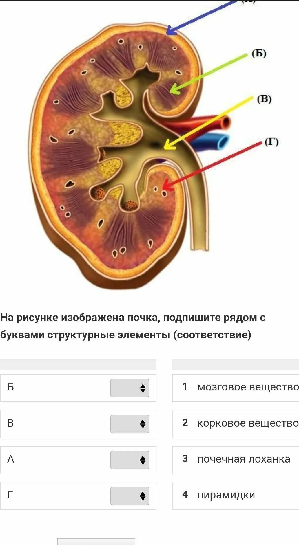 Внутреннее строение почки. Структурные элементы почек. Схема почки. Структурные элементы почки человека.