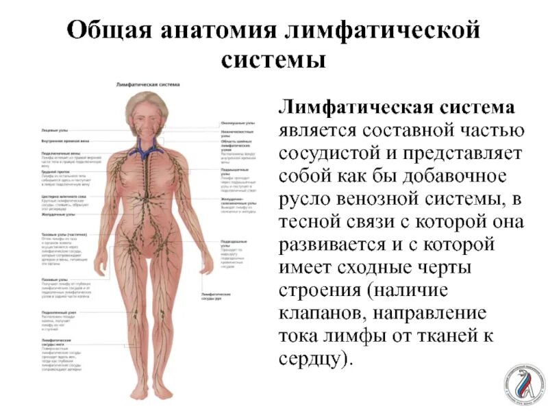 Функциональная анатомия лимфатической системы кратко. Лимфатическая система человека строение и причины нарушений. Лимфатическая система туловища человека. Схема строения лимфоидной системы человека. Застоявшейся лимфы