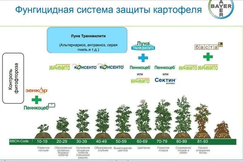 Период вегетации картофеля. Период вегетации картофеля сроки. Фазы развития картофеля по дням. Таблица обработки картофеля от фитофторы. Сколько лет картофелю