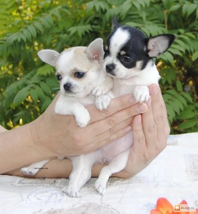 Цена собаки чихуахуа в геленджике. Белые собачки чихуахуа. Собака чихуахуа белая. Кормление чихуахуа 2 месяца. Little people питомник чихуахуа.